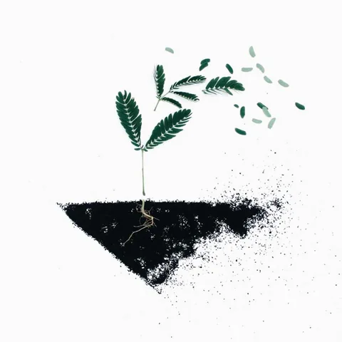Copertina dell’album Our Roots, Our Soul di Alba